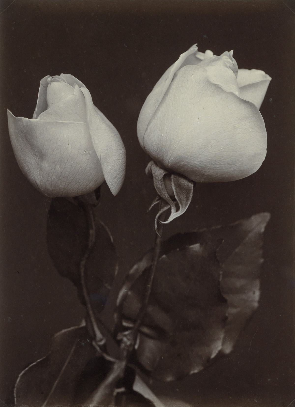 CHARLES JONES (1866-1959) White Roses.